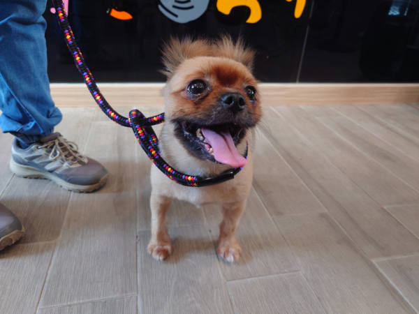 新北市待認養狗 博美犬