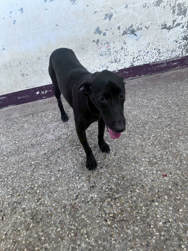 苗栗縣待認養狗 混種犬