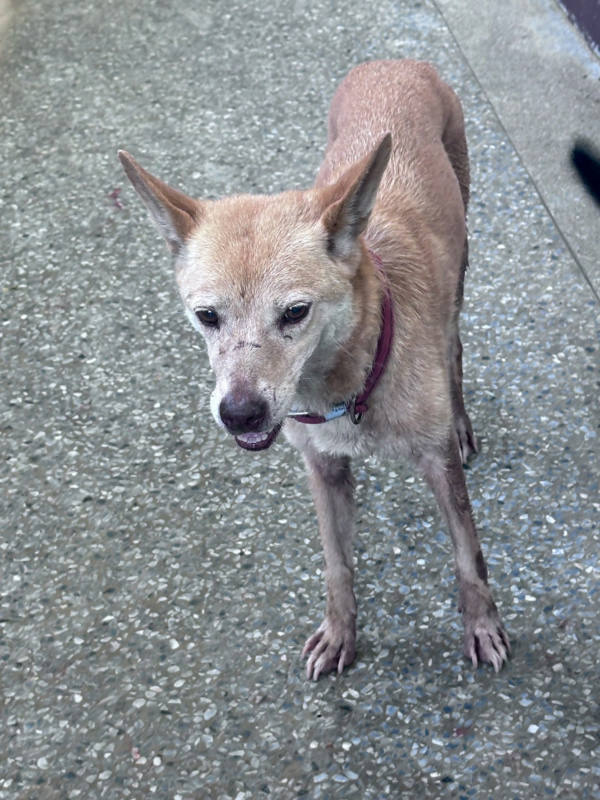 苗栗縣待認養狗 混種犬