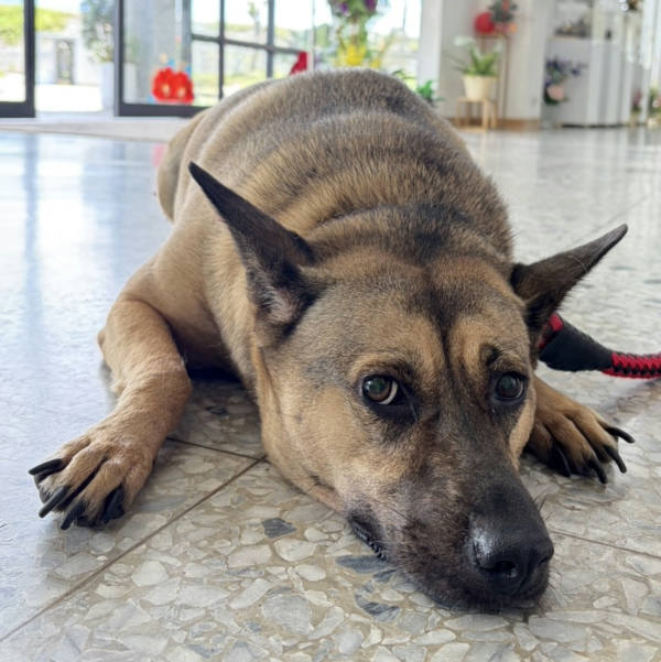 花蓮縣待認養狗 混種犬