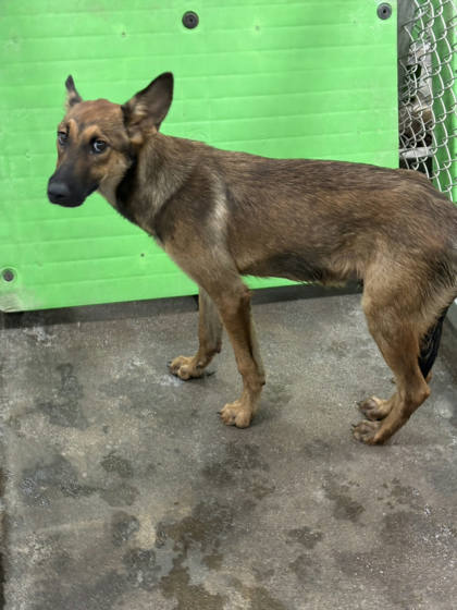 台東縣待認養狗｜混種犬｜黑黃色｜公