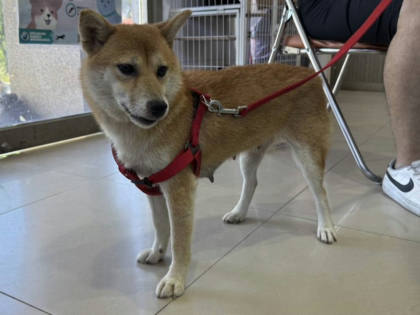 高雄市待認養狗｜柴犬｜黃色｜母