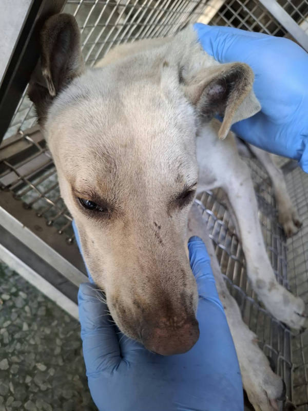 台南市待認養狗 混種犬