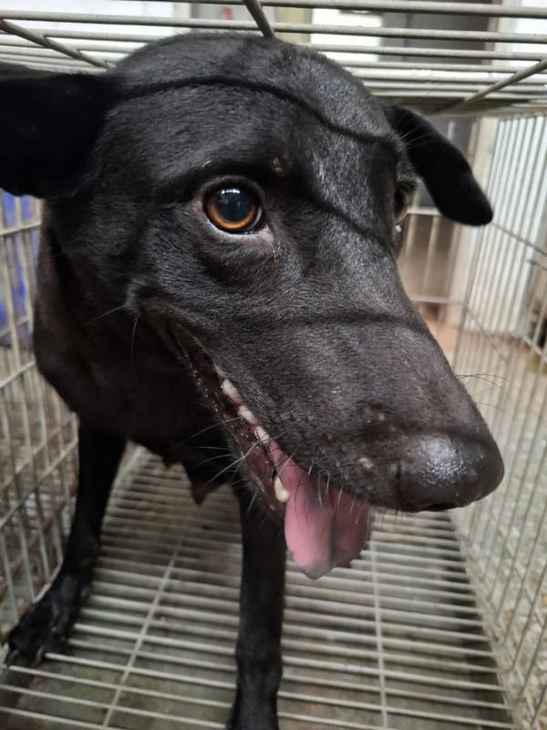 台南市待認養狗 混種犬