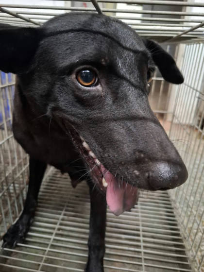 台南市待認養狗｜混種犬｜黑色｜母
