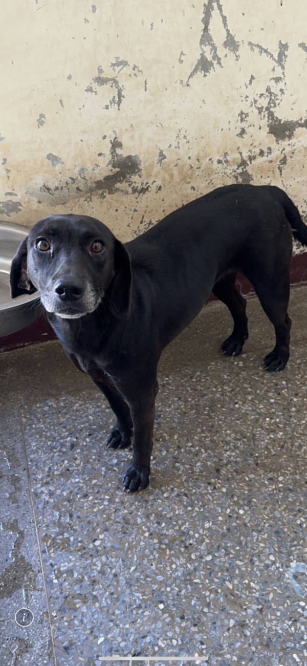 苗栗縣待認養狗 混種犬