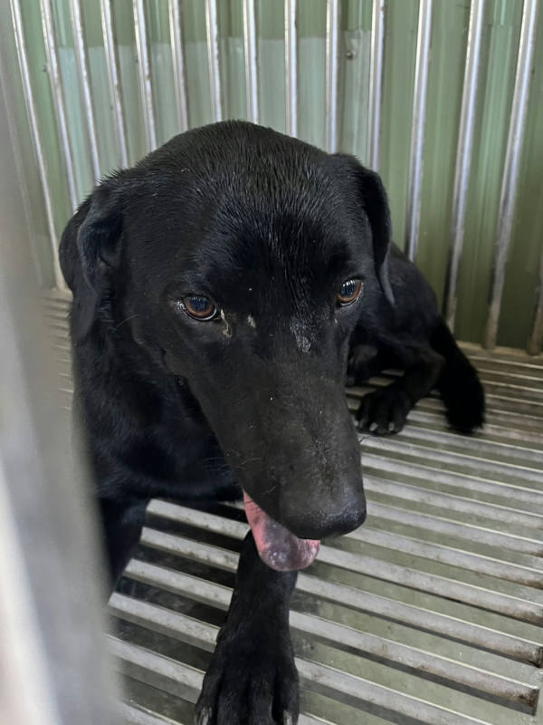 彰化縣待認養狗 混種犬