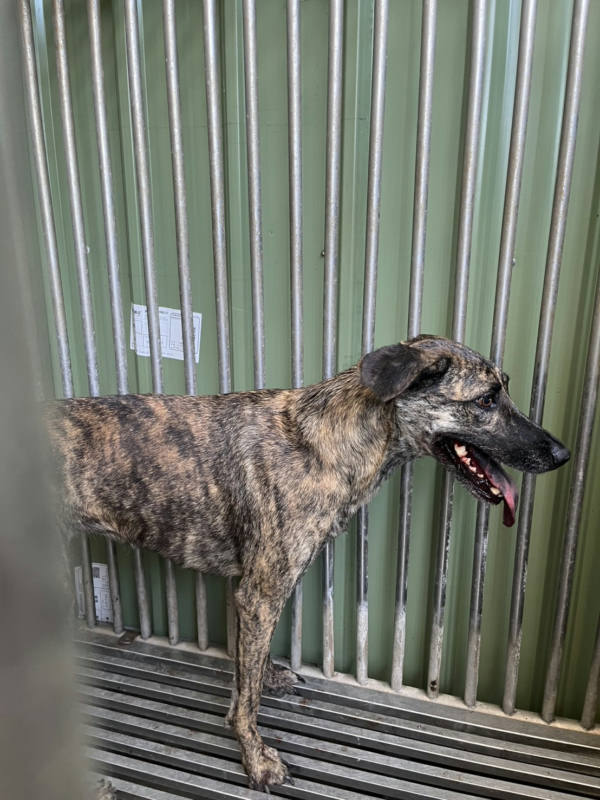 彰化縣待認養狗 混種犬