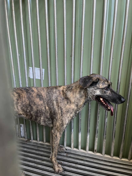 彰化縣待認養狗｜混種犬｜虎斑色｜母