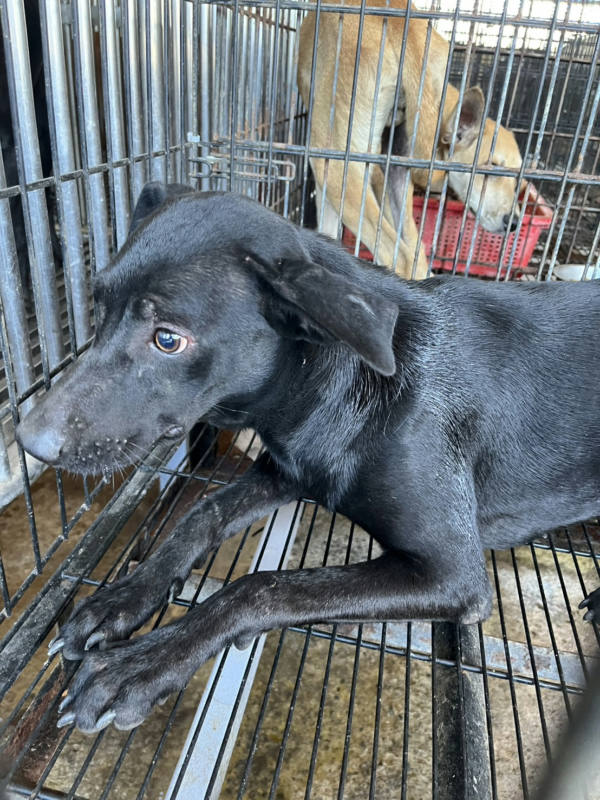 彰化縣待認養狗 混種犬