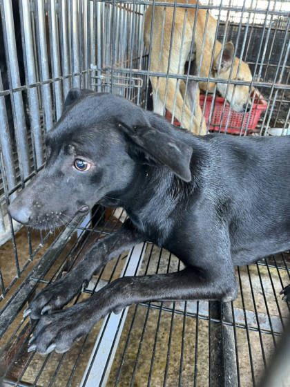 彰化縣待認養狗｜混種犬｜黑色｜母