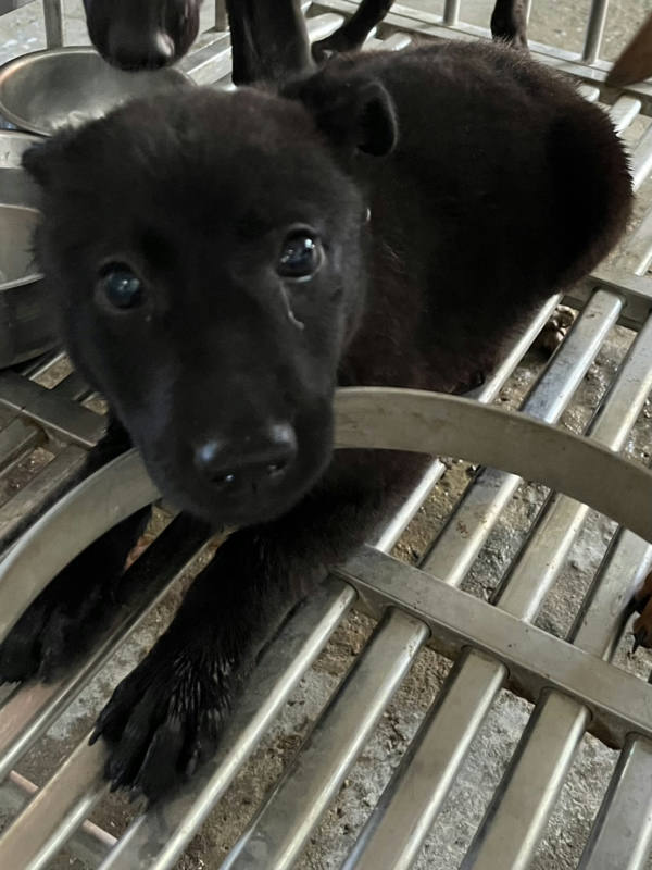 彰化縣待認養狗 混種犬