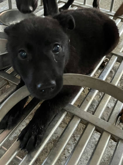 彰化縣待認養狗｜混種犬｜黑色｜母
