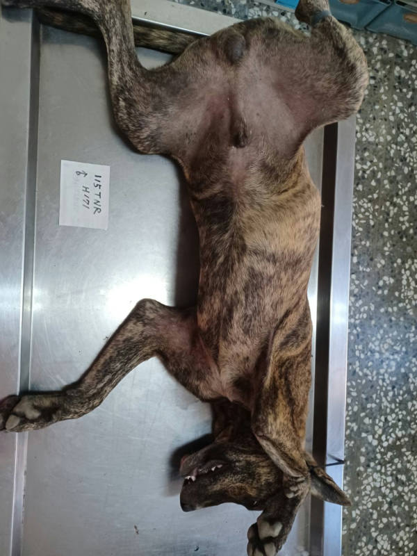 雲林縣待認養狗 混種犬