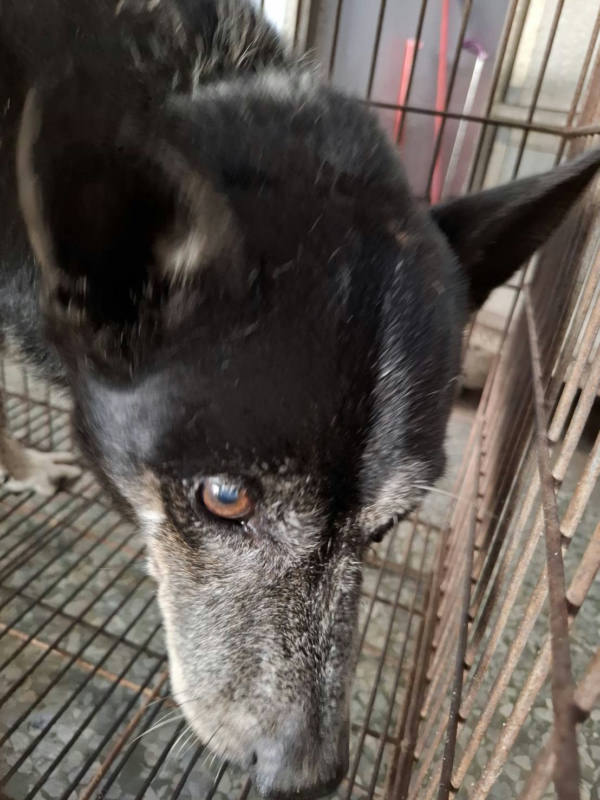 台南市待認養狗 混種犬