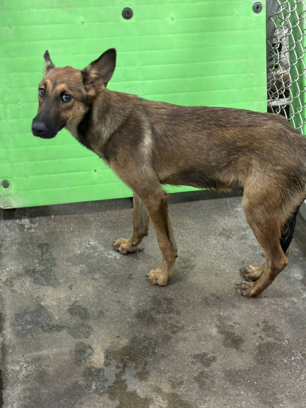 台東縣待認養狗 混種犬