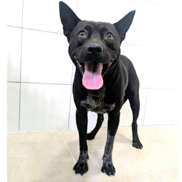 新竹縣待認養狗 混種犬