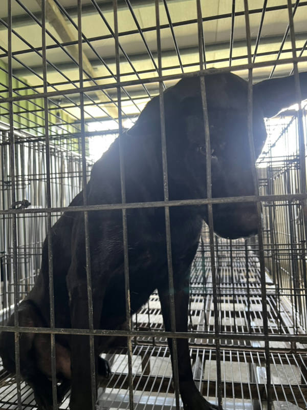 彰化縣待認養狗 混種犬