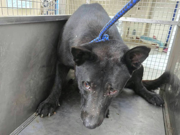 台北市待認養狗 混種犬