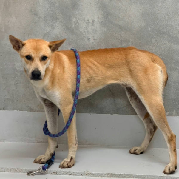 基隆市待認養狗 混種犬