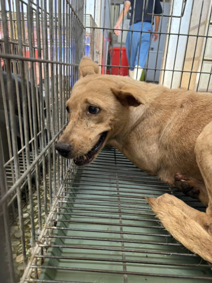 台南市待認養狗｜混種犬｜黃色｜母