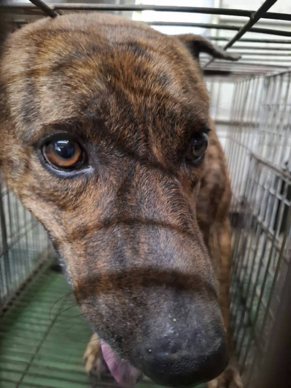 台南市待認養狗 混種犬