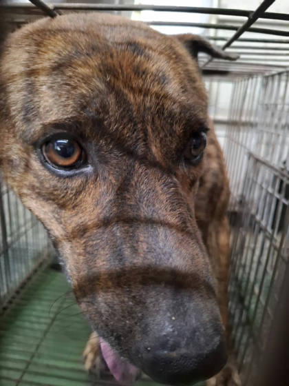 台南市待認養狗｜混種犬｜虎斑色｜公