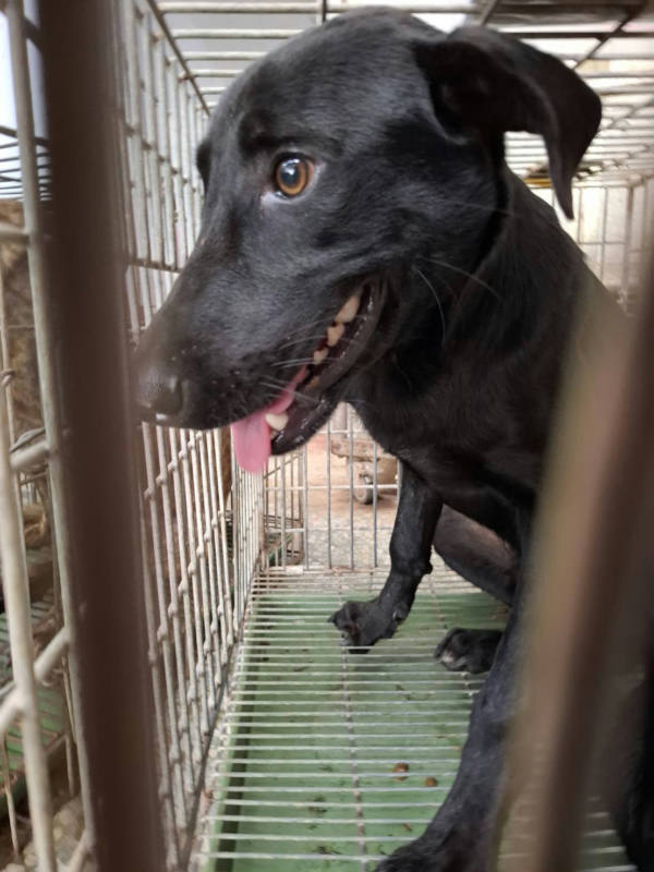 台南市待認養狗 混種犬