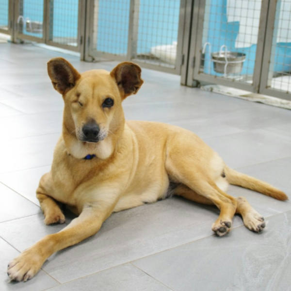 新北市待認養狗 混種犬