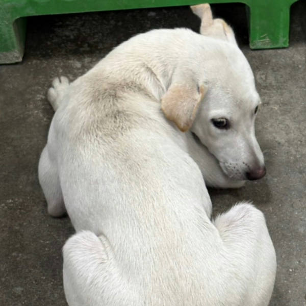 台東縣待認養狗 混種犬