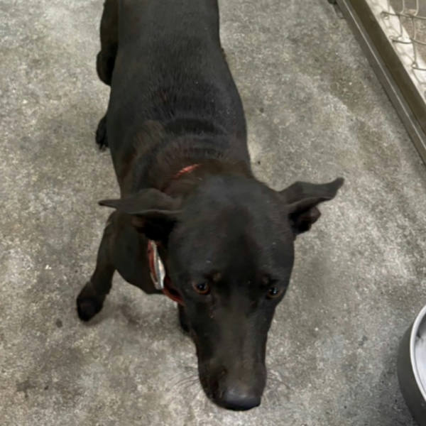 台東縣待認養狗 混種犬