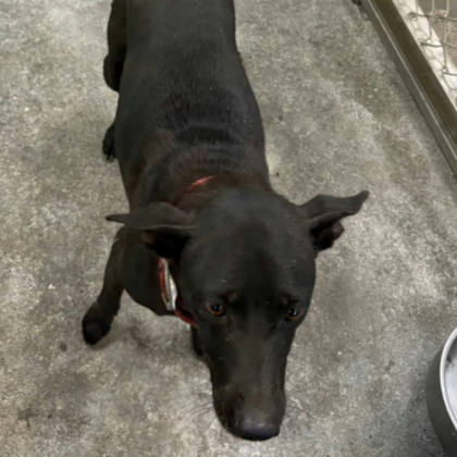 台東縣待認養狗｜混種犬｜黑色｜母