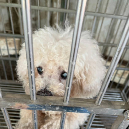 台南市待認養狗｜比熊犬｜白色｜公