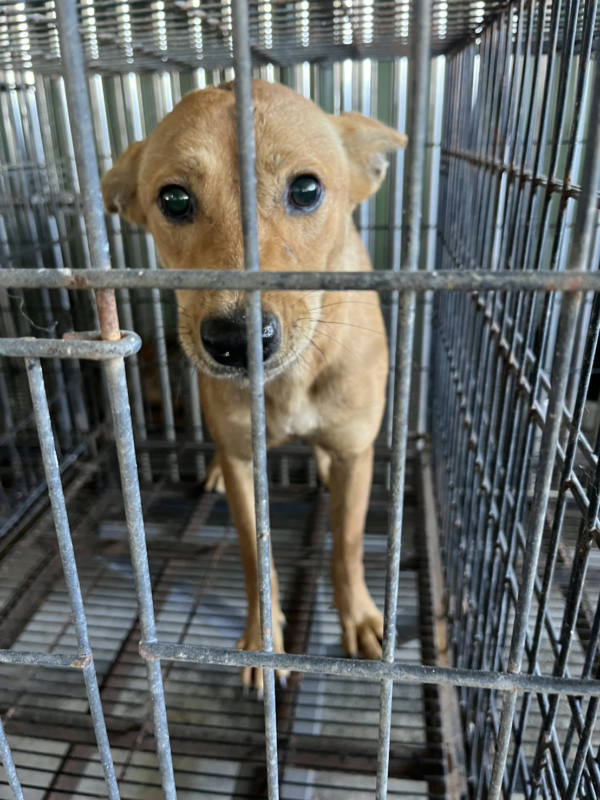 彰化縣待認養狗 混種犬