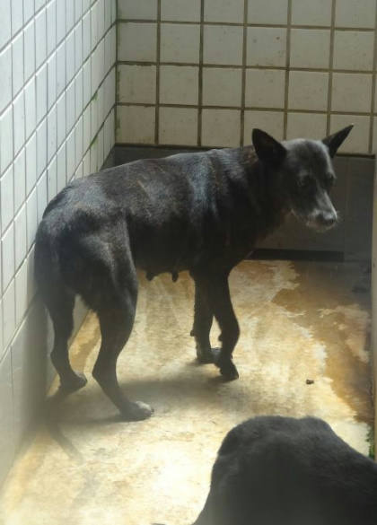 宜蘭縣待認養狗｜混種犬｜虎斑色｜母