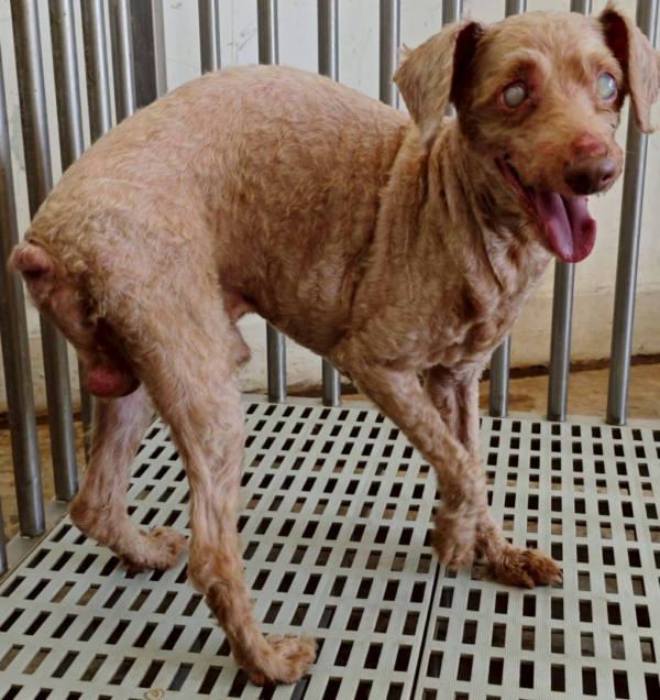 花蓮縣待認養狗 瑪爾濟斯犬