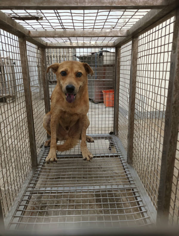 嘉義縣待認養狗 混種犬