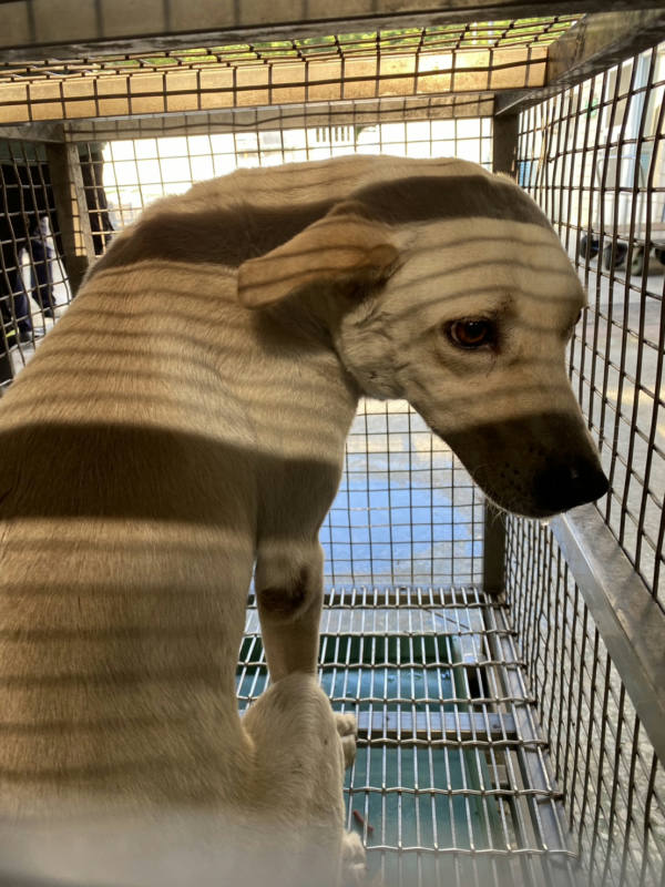 台南市待認養狗 混種犬