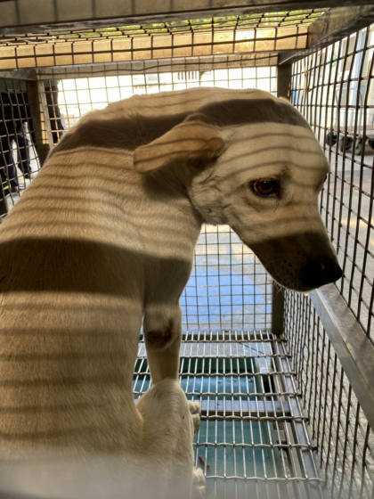 台南市待認養狗｜混種犬｜黃白色｜公