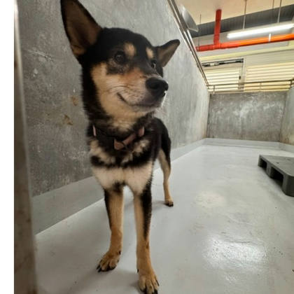 基隆市待認養狗｜柴犬｜黑色｜公