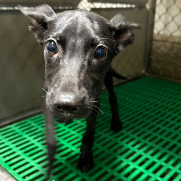 台東縣待認養狗 混種犬