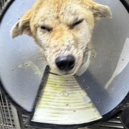高雄市待認養狗｜混種犬｜黃色｜母