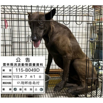 雲林縣待認養狗｜混種犬｜黑色｜母