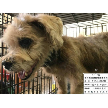雲林縣待認養狗｜混種犬｜黃色｜公
