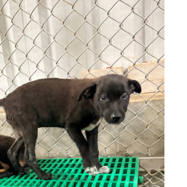 台東縣待認養狗 混種犬