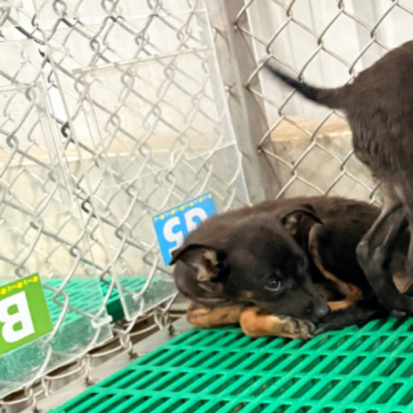 台東縣待認養狗 混種犬