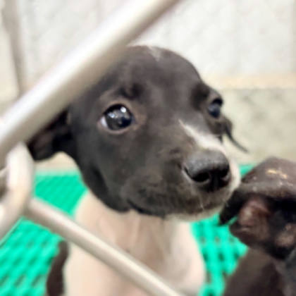 台東縣待認養狗｜混種犬｜黑白色｜母
