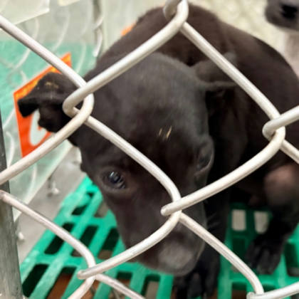 台東縣待認養狗｜混種犬｜黑色｜母