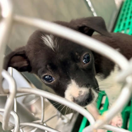 台東縣待認養狗｜混種犬｜黑白色｜母