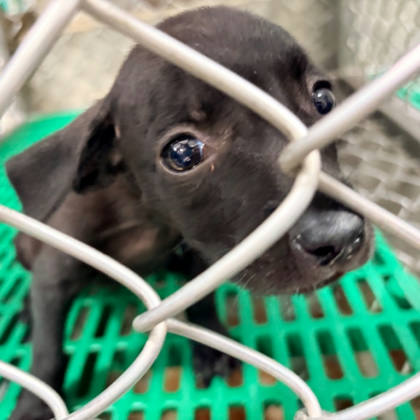 台東縣待認養狗｜混種犬｜黑色｜母